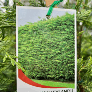CUPRESSOCYPARIS leylandii 'Leighton Green'