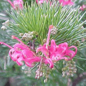 GREVILLEA 'Pink Gem'