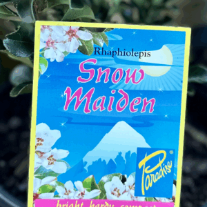 RHAPHIOLEPIS 'Snow Maiden'