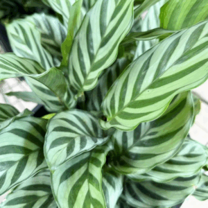 CALATHEA louisae 'Freddie'