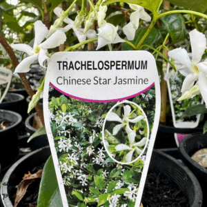 TRACHELOSPERMUM jasminoides (Star Jasmine)