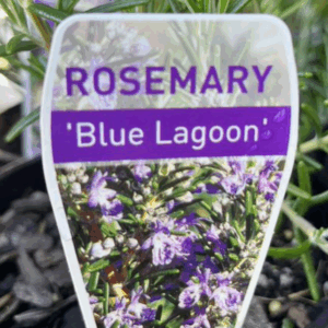 ROSMARINUS officinalis 'Blue Lagoon' (Rosemary)