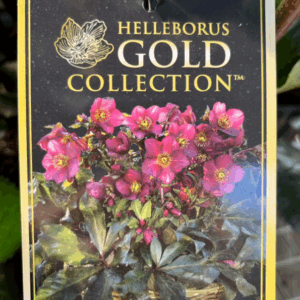 HELLEBORUS 'Ice 'n' Roses' Varieties