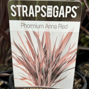 PHORMIUM tenax 'Anna Red'