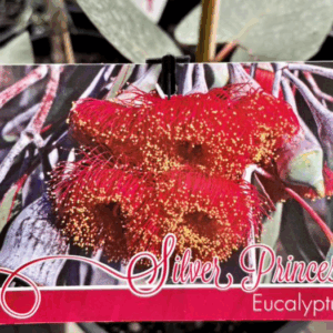 EUCALYPTUS caesia 'Silver Princess'