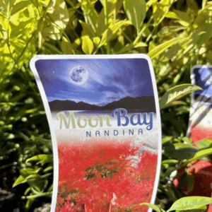 NANDINA domestica 'Moonbay'