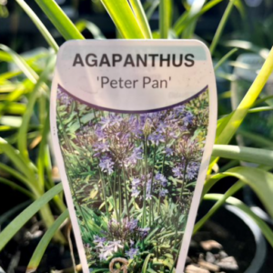 AGAPANTHUS 'Peter Pan'