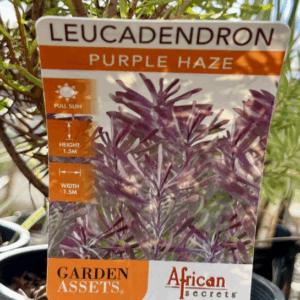 LEUCADENDRON 'Purple Haze'