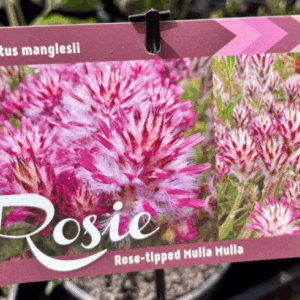 PTILOTUS manglesii ‘Rosie’