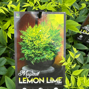 NANDINA 'Magical Lemon Lime'