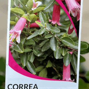 CORREA 'Dusky Bells'