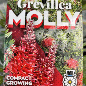 GREVILLEA 'Molly'