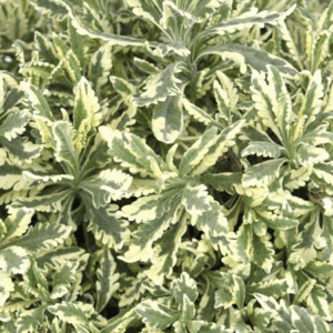 LAVANDULA Allardii 'Meerlo'