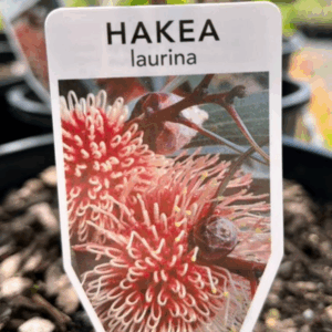 HAKEA laurina (Pin cushion Hakea)