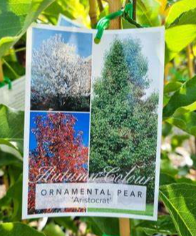 PYRUS 'Aristocrat'