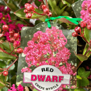 LAGERSTROEMIA indica (Dwarf Crepe Myrtles)