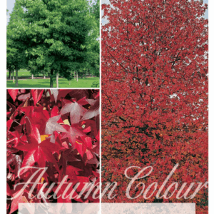 LIQUIDAMBAR Styraciflua 'Liquid Amber'