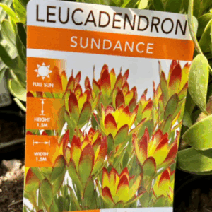 LEUCADENDRON 'Sundance'