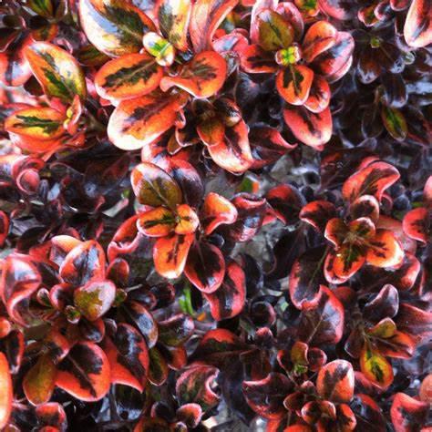 COPROSMA 'Tequila Sunrise'