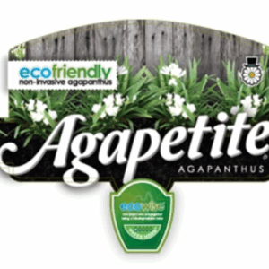 Agapanthus Agapetite PBR