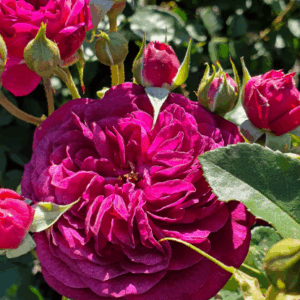 Bush Rose Variety's PBR