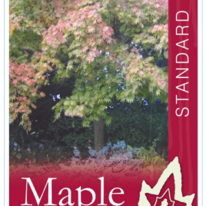 ACER palmatum 'Omurayama' (Weeping Maple)