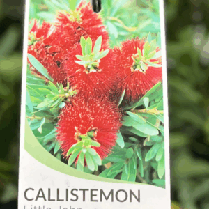 CALLISTEMON 'Little John'