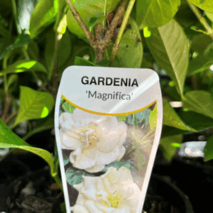 GARDENIA augusta 'Magnifica'