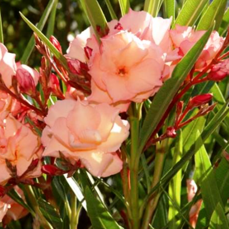 NERIUM oleander 'Mrs Roeding'