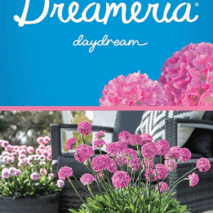 ARMERIA Dreameria 'Daydream'