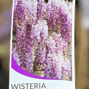 WISTERIA sinenesis 'Chinese'