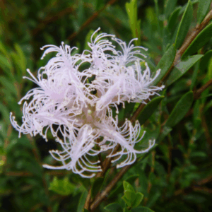 MELALEUCA 'Pink Lace'