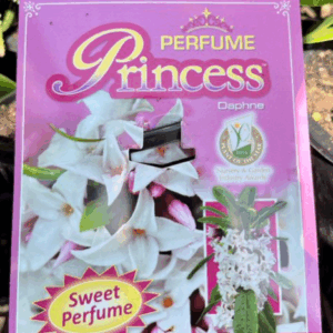 DAPHNE 'Perfume Princess'