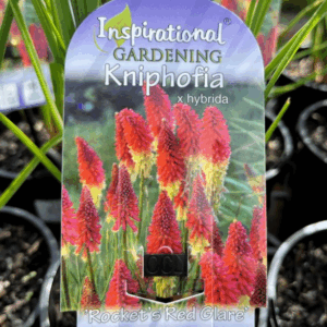 KNIPHOFIA 'Rockets Red Glare'