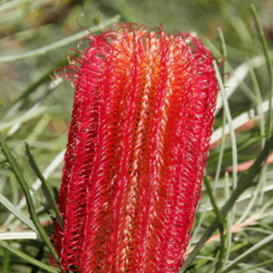 Banksia 'Red Alert'