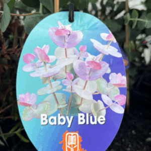 EUCALYPTUS pulverulenta 'Baby Blue'