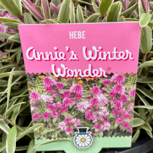 HEBE 'Annie's Winter Wonder'