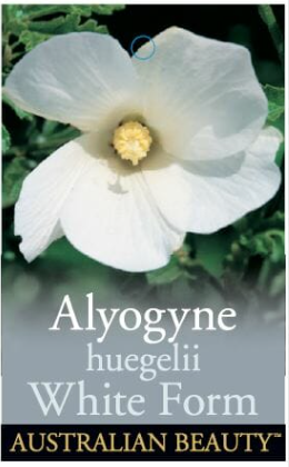 ALYOGYNE huegelii 'White Gem'