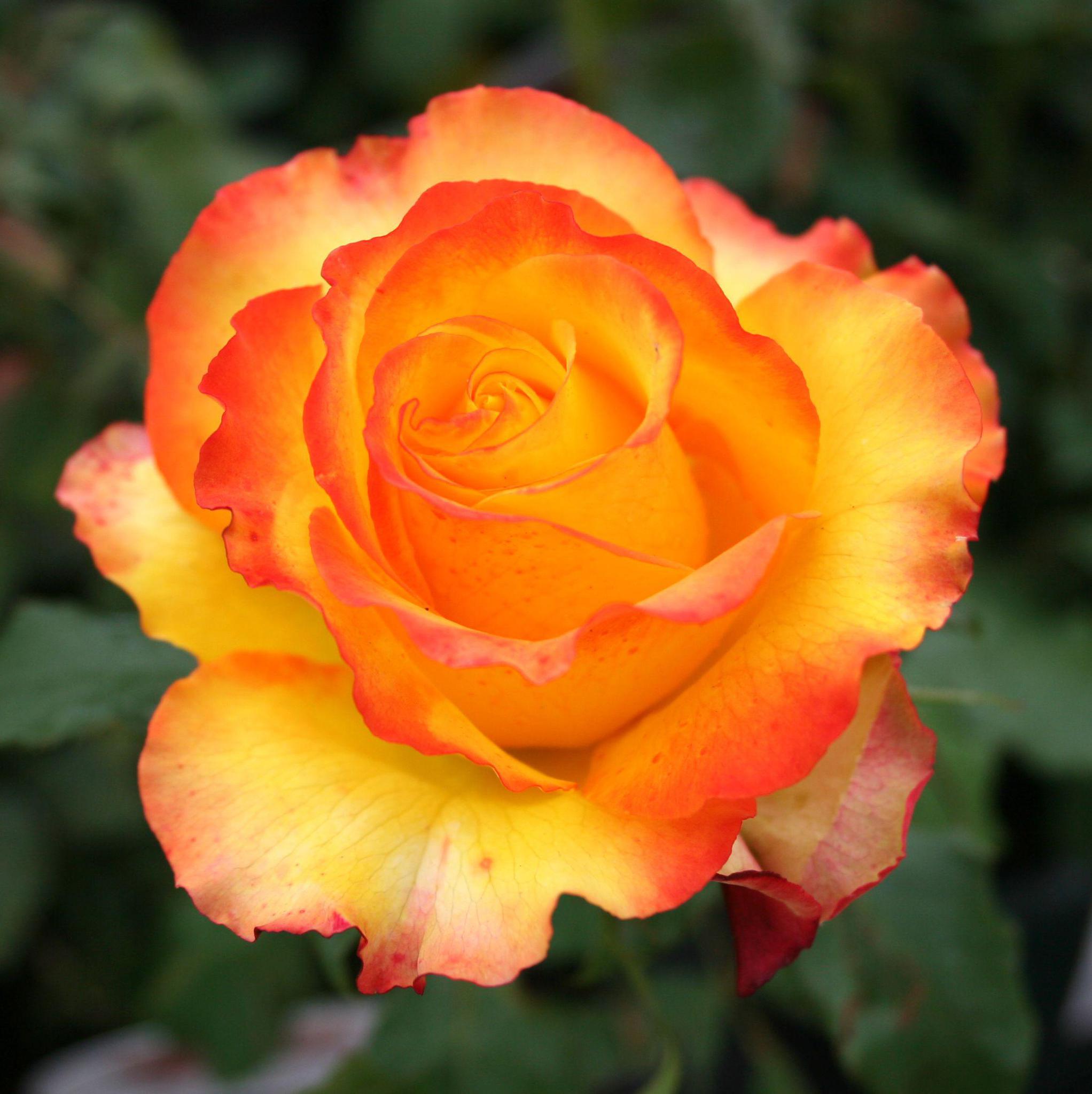 ROSE 2FT Standard Bareroot
