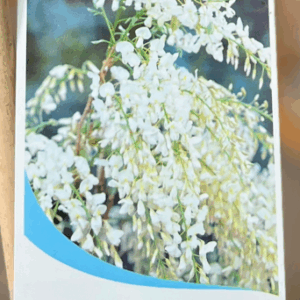 WISTERIA floribunda 'Alba' (Japanese White)