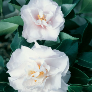 Camellia Standard