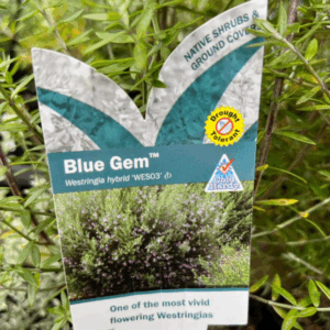 WESTRINGIA (WES03) 'Blue Gem'