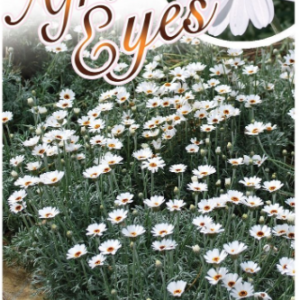 RHODANTHEMUM Varieties (African Eyes)