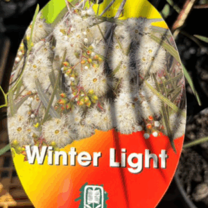 EUCALYPTUS viridis 'Winter Light' (Dwarf)
