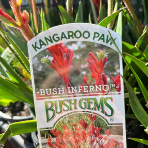 ANIGOZANTHOS 'Bush Inferno' (Kangaroo Paw)