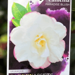 CAMELLIA sasanqua 'Paradise Blush'