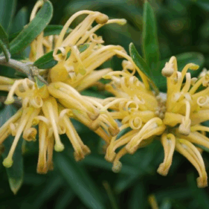 GREVILLEA 'Canterbury Gold'