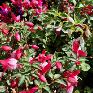 FUCHSIA'S