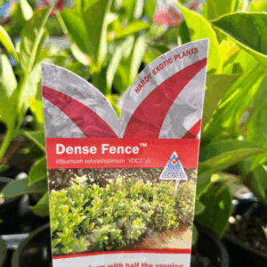VIBURNUM 'Dense Fence' PBR