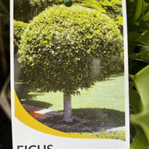 FICUS hilli 'Flash' Standards